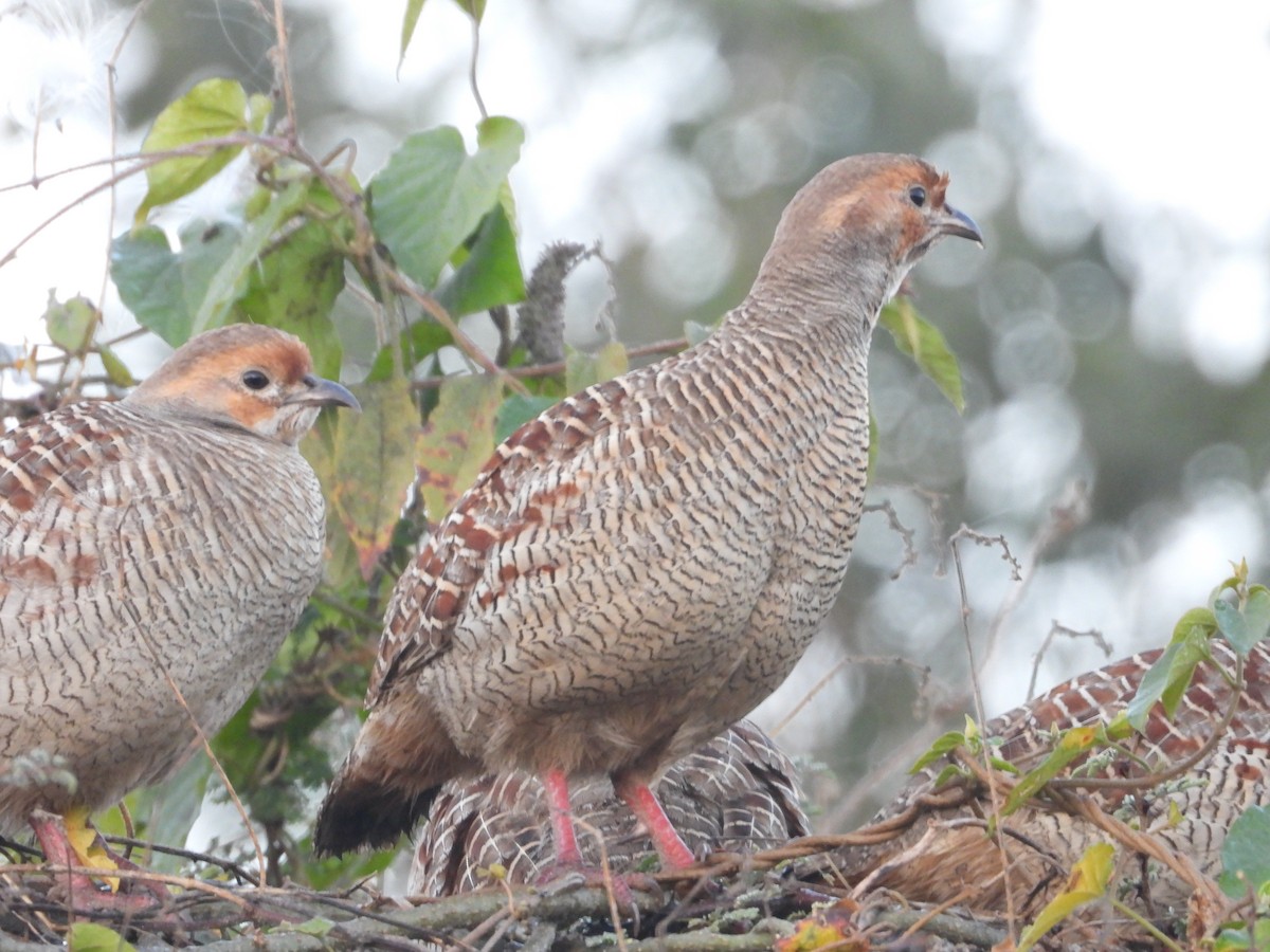 Gray Francolin - ML646965635