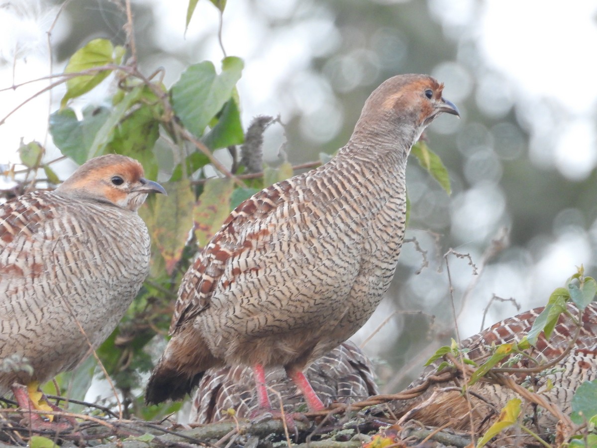 Gray Francolin - ML646965636