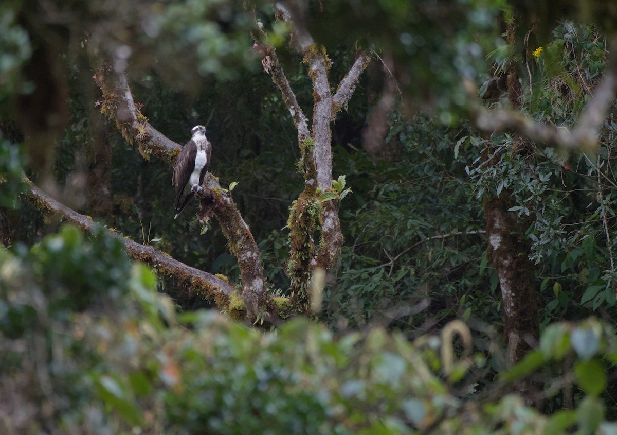 Osprey - ML646965637