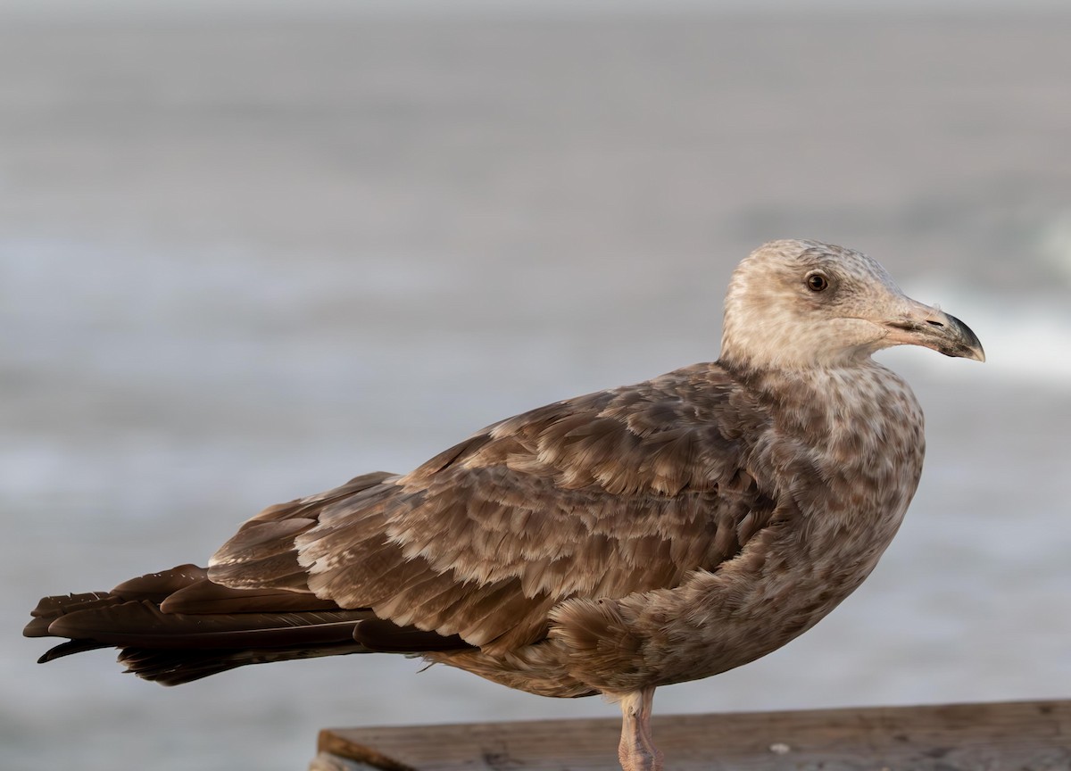 American Herring Gull - ML646965639