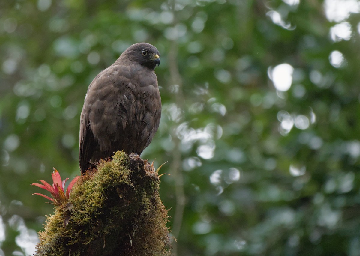 Broad-winged Hawk - ML646965642
