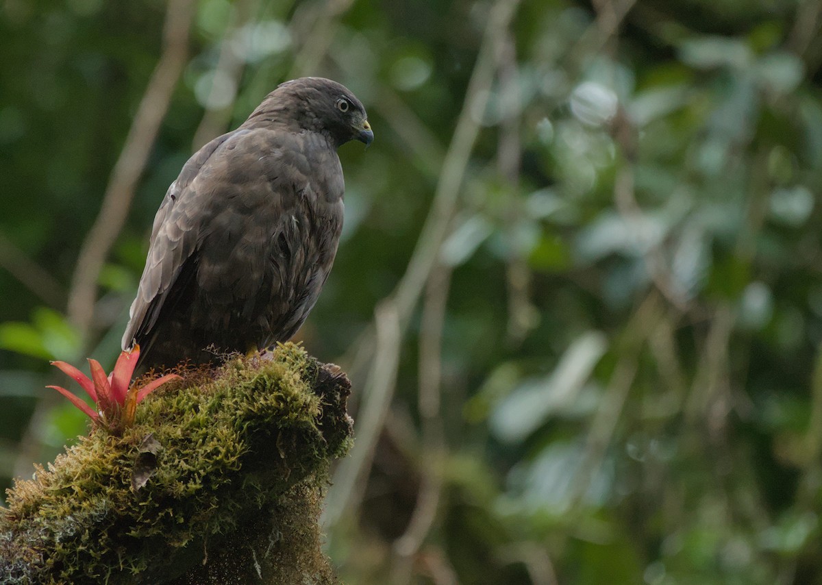 Broad-winged Hawk - ML646965643