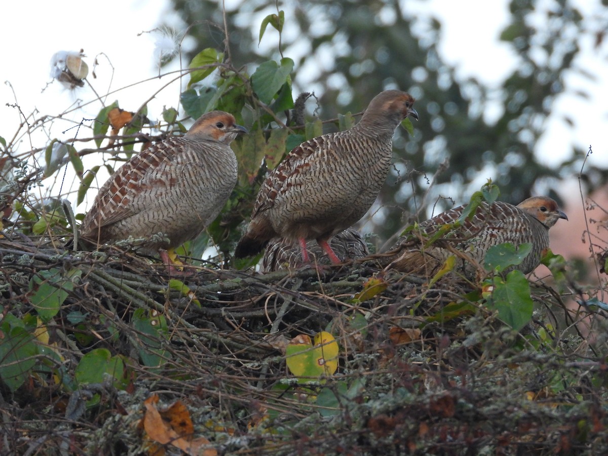 Gray Francolin - ML646965644