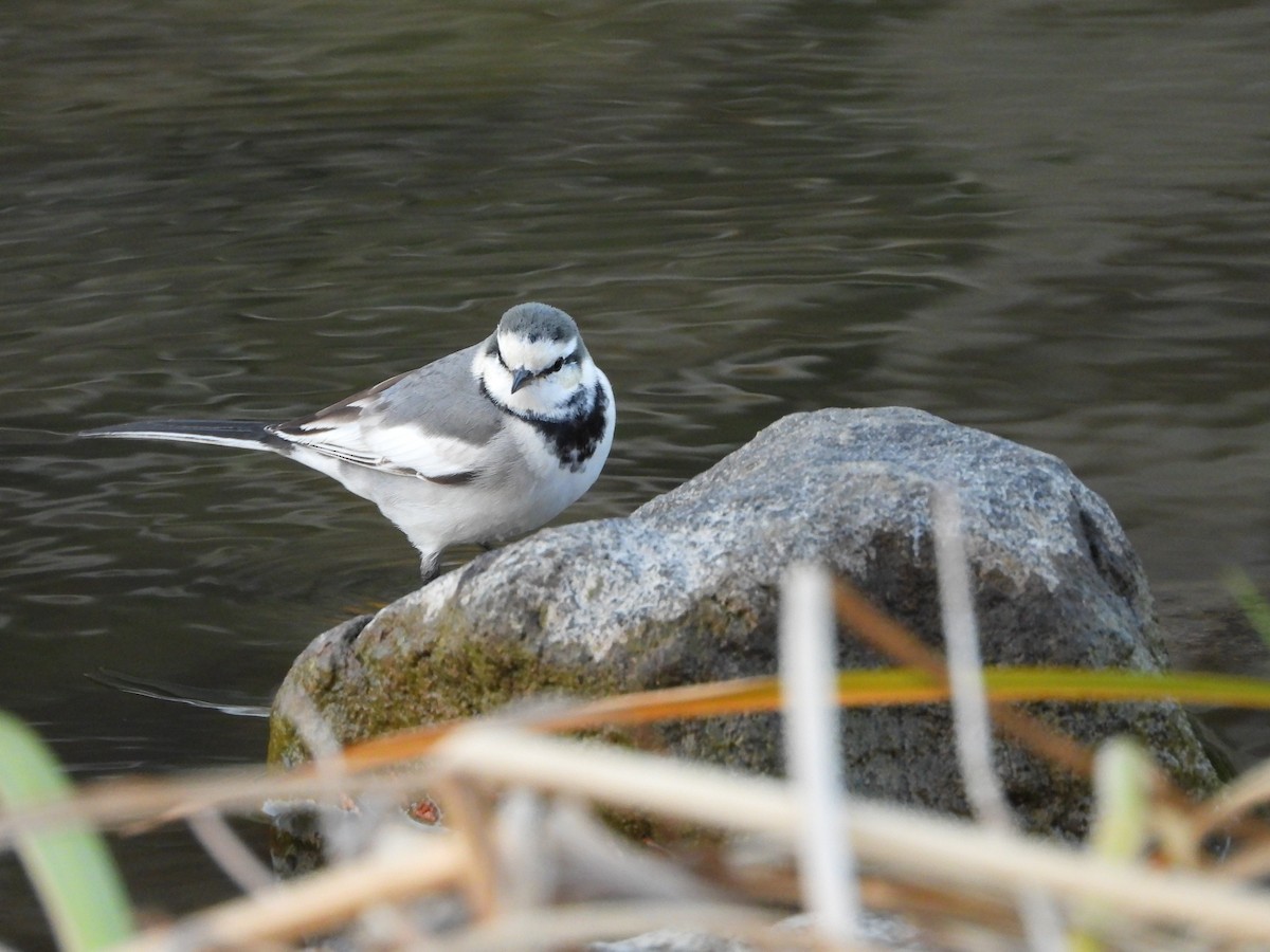 白鶺鴒 - ML646965646