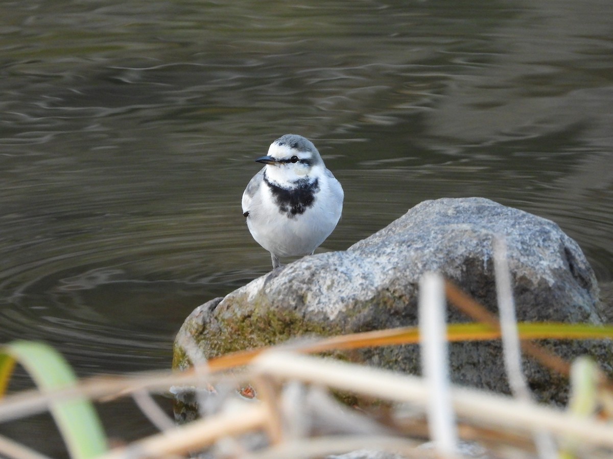 白鶺鴒 - ML646965647