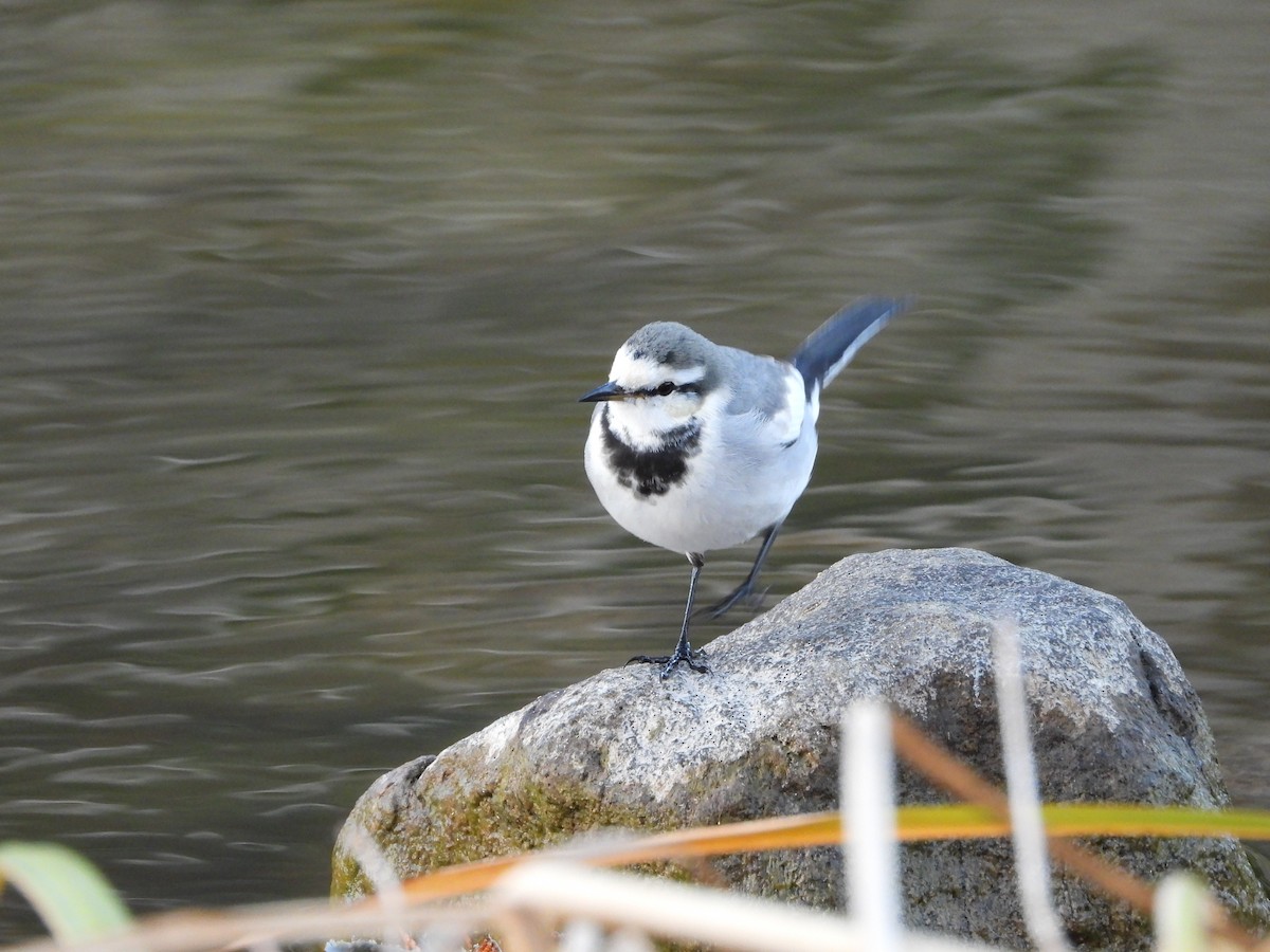 白鶺鴒 - ML646965648