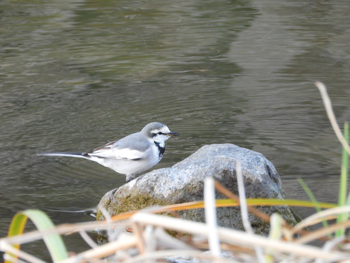 白鶺鴒 - ML646965649