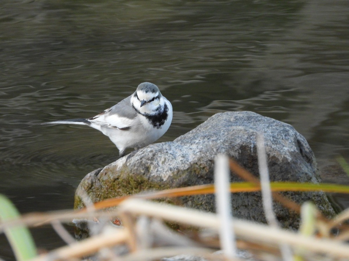 白鶺鴒 - ML646965651