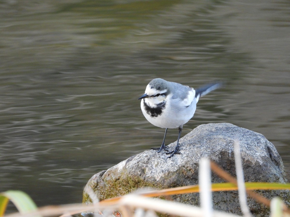 白鶺鴒 - ML646965652