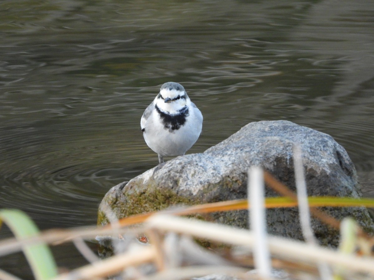 白鶺鴒 - ML646965653