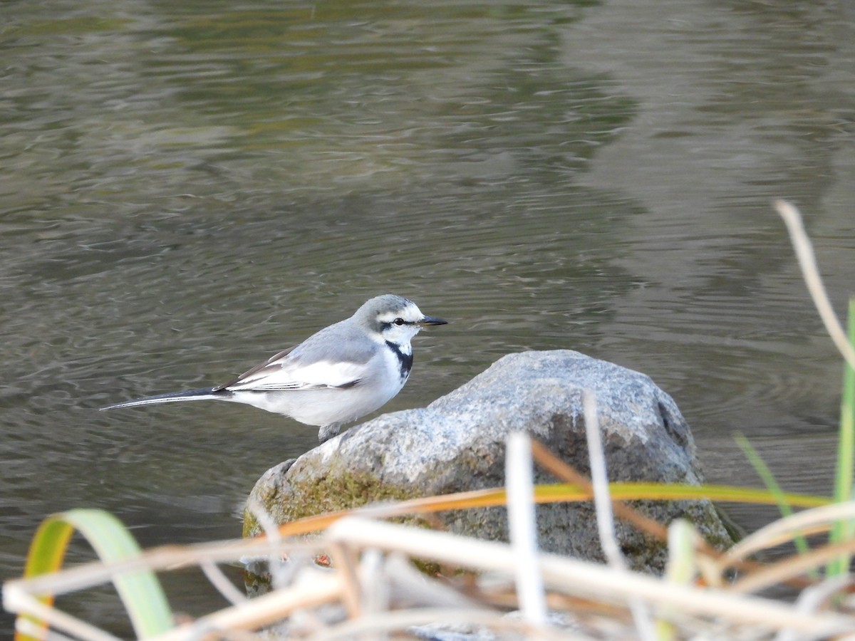 白鶺鴒 - ML646965654