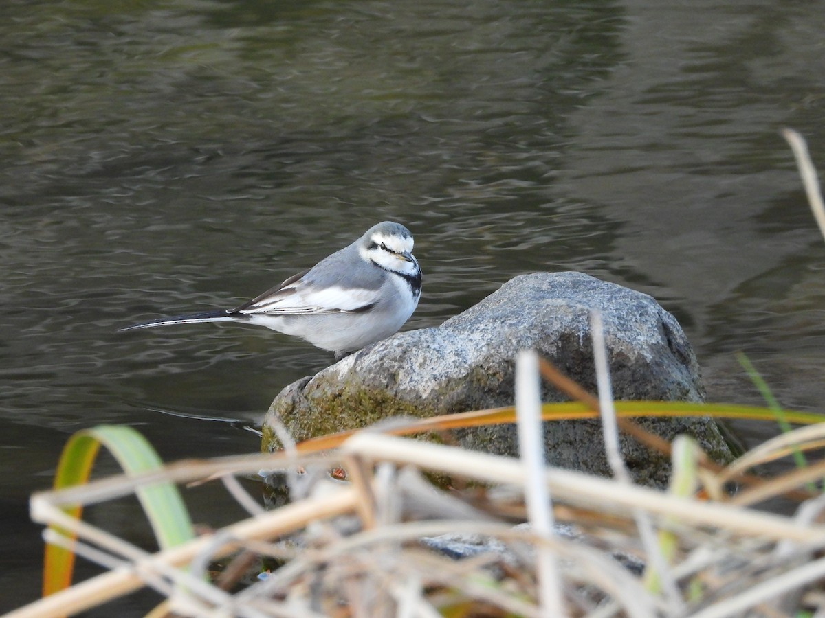 白鶺鴒 - ML646965655