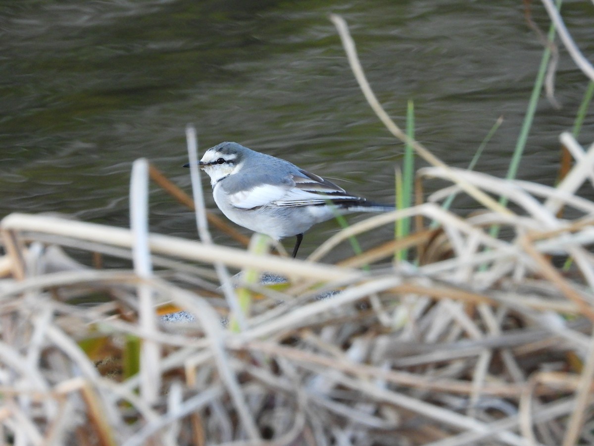 白鶺鴒 - ML646965656