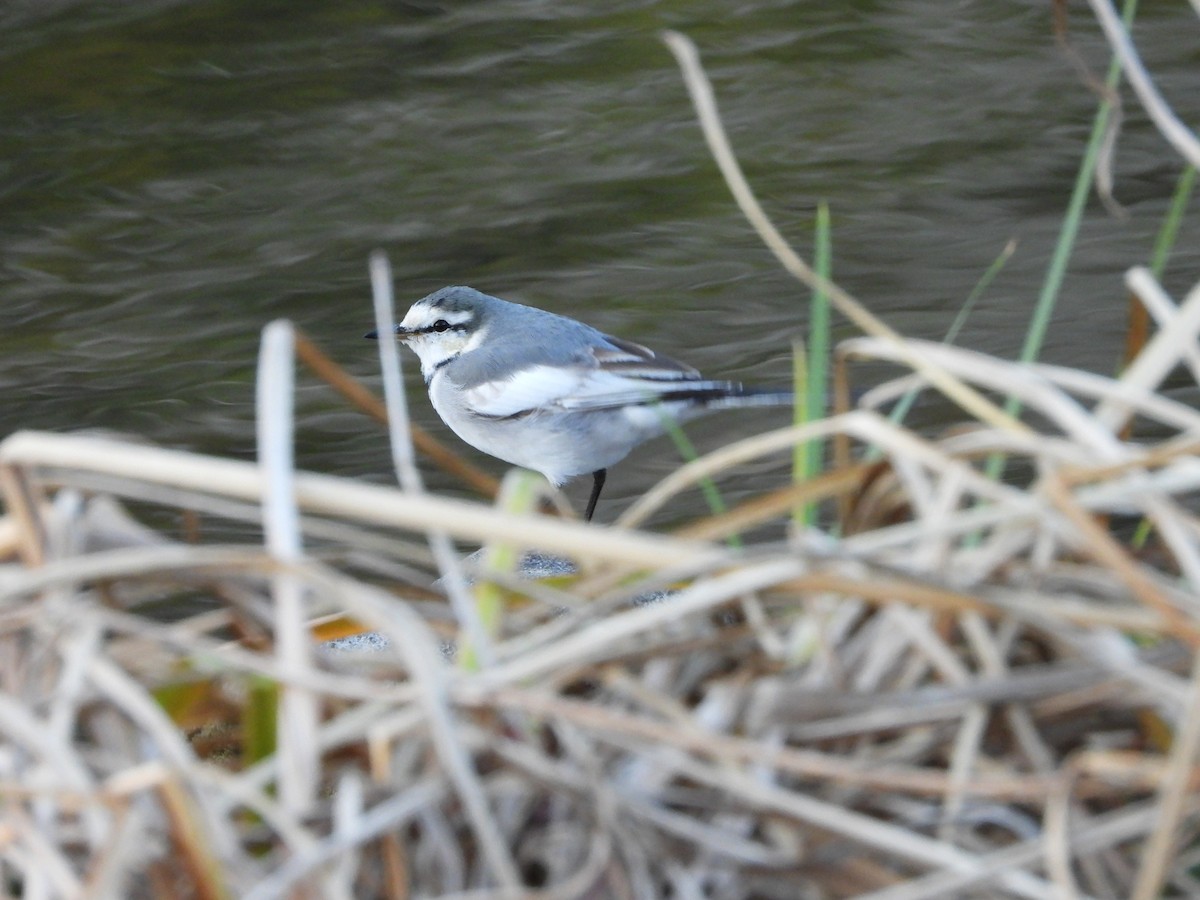 白鶺鴒 - ML646965657