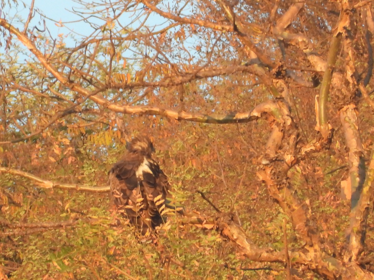 orlík krátkoprstý - ML646965661