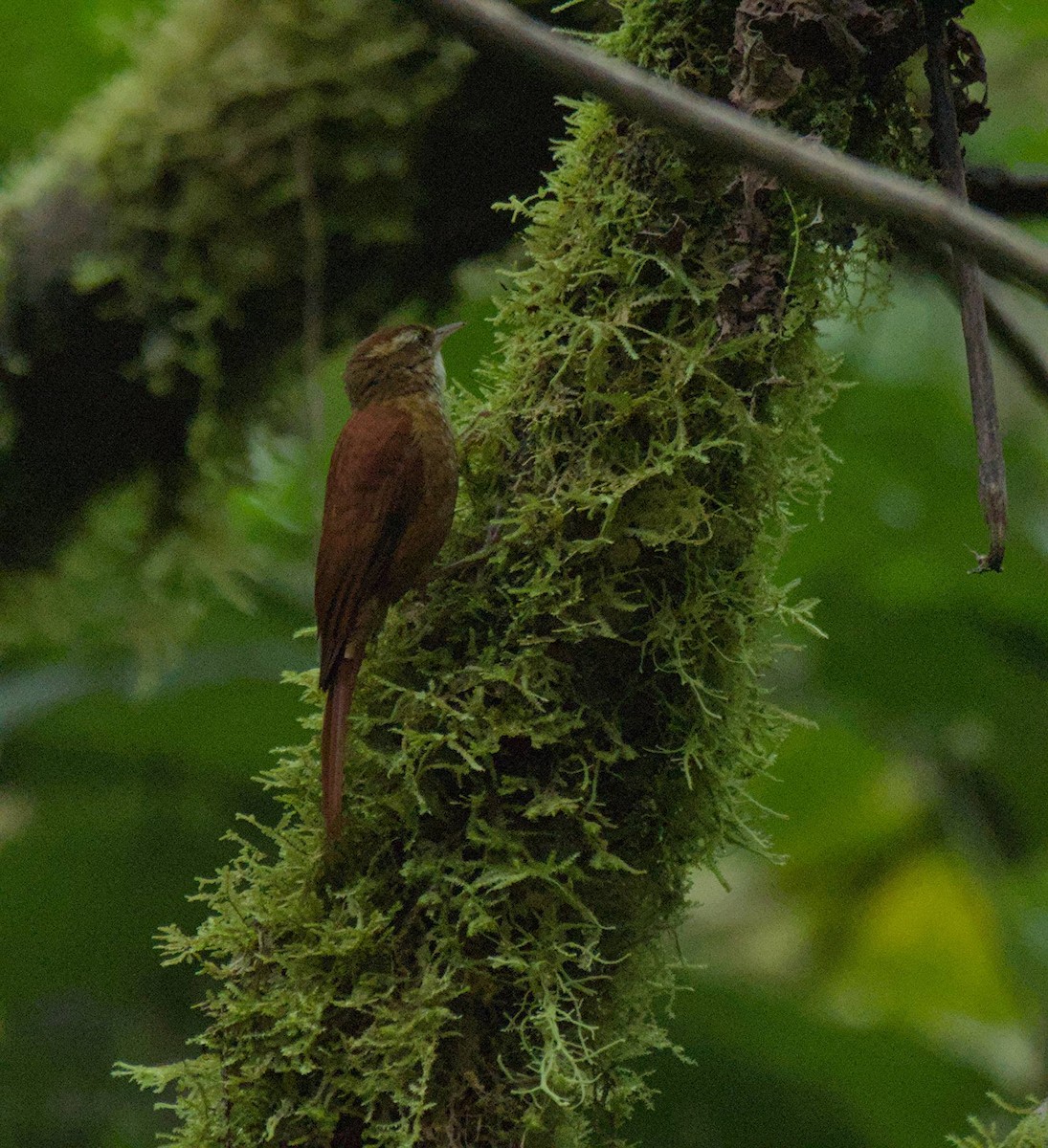 Ruddy Treerunner - ML646965663