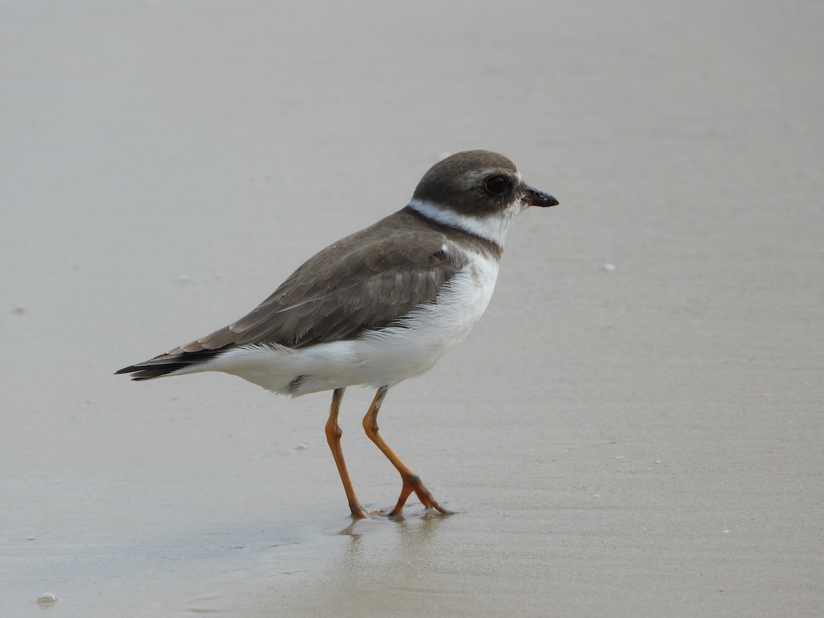 Semipalmated Plover - ML646965664