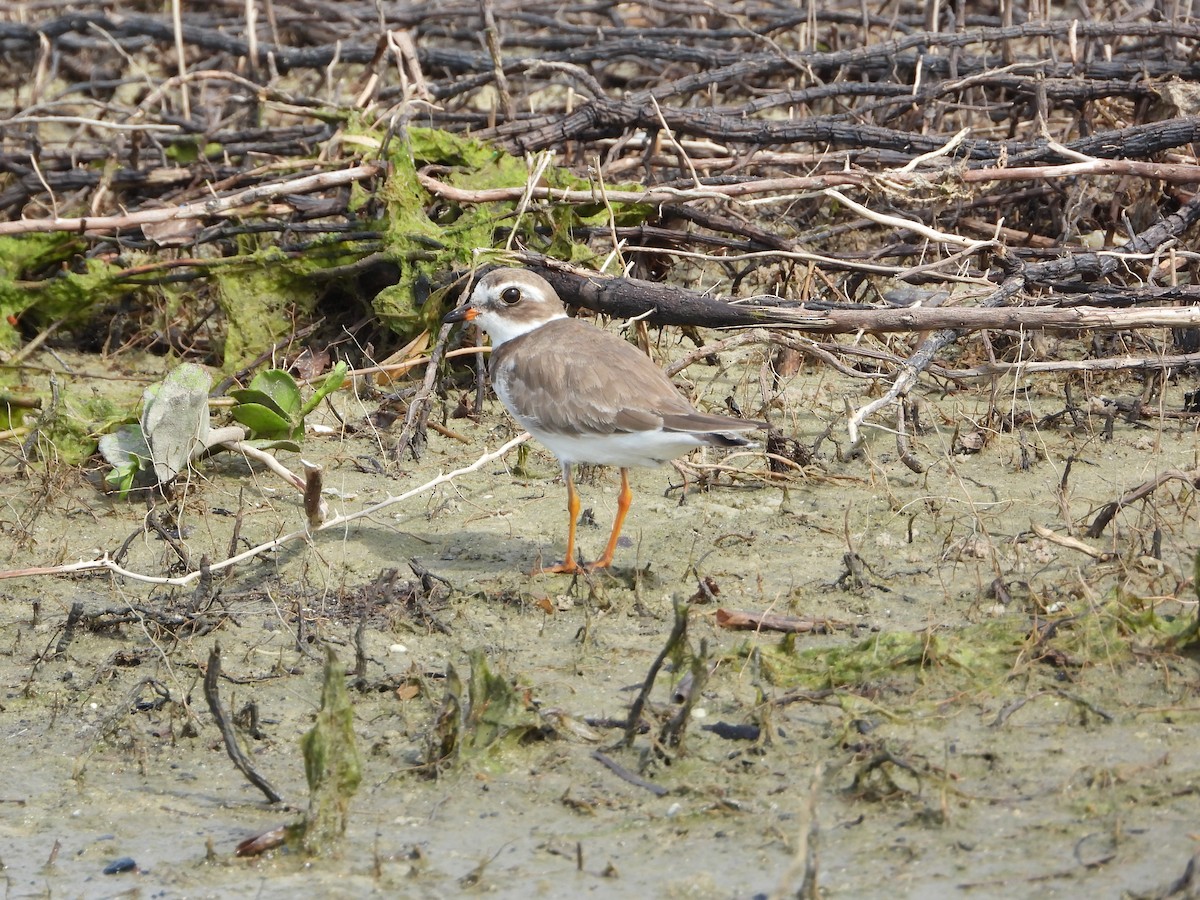 Semipalmated Plover - ML646965665