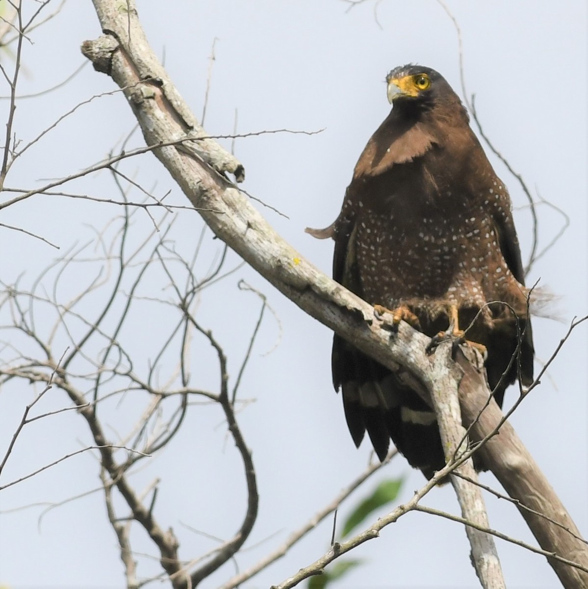 大冠鷲 - ML646965667