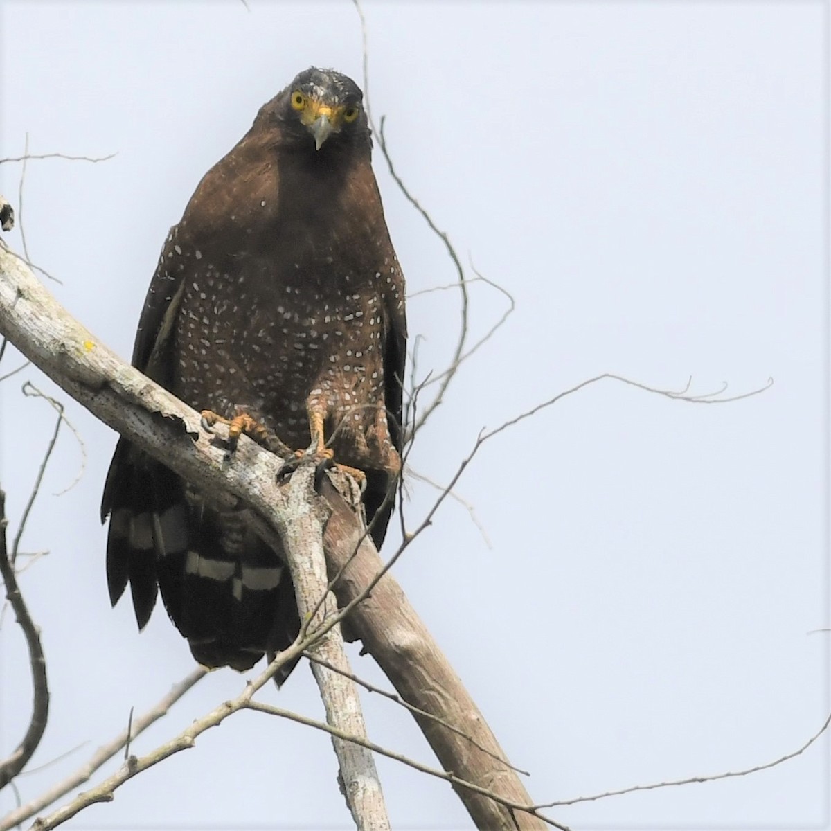 Crested Serpent-Eagle - ML646965668