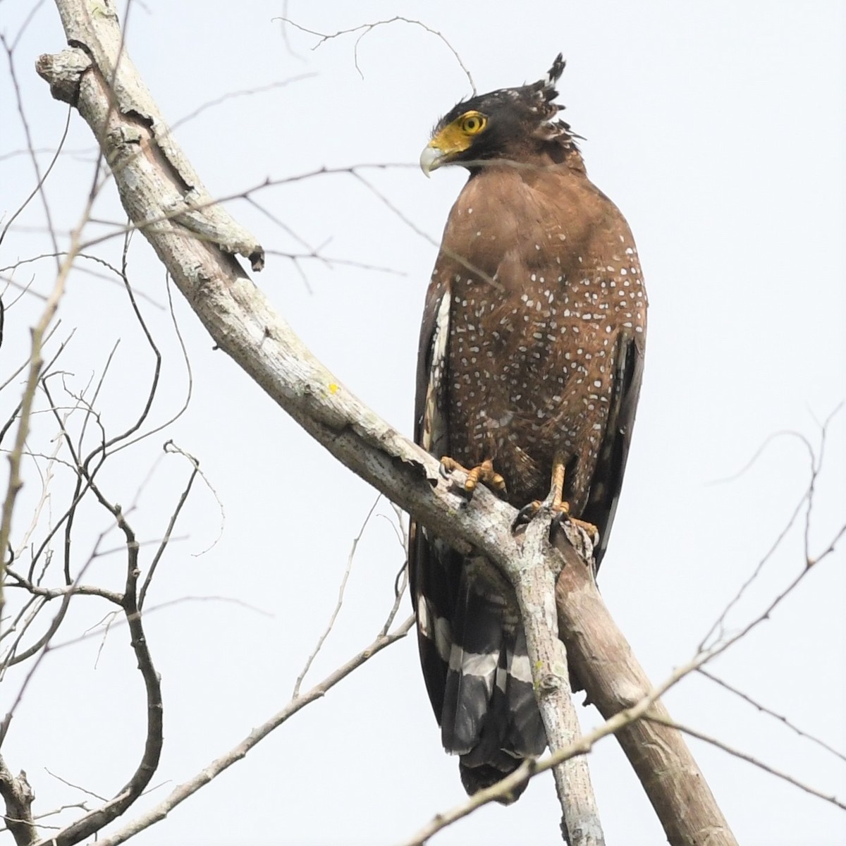 大冠鷲 - ML646965669