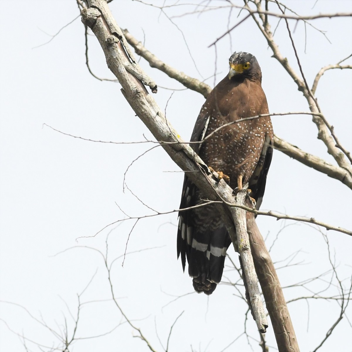 Crested Serpent-Eagle - ML646965670