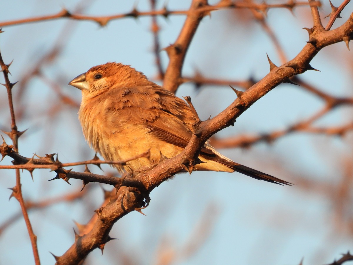 白喉文鳥 - ML646965673