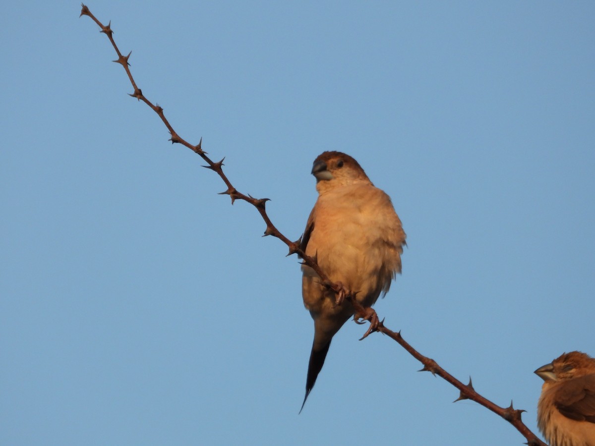 白喉文鳥 - ML646965674