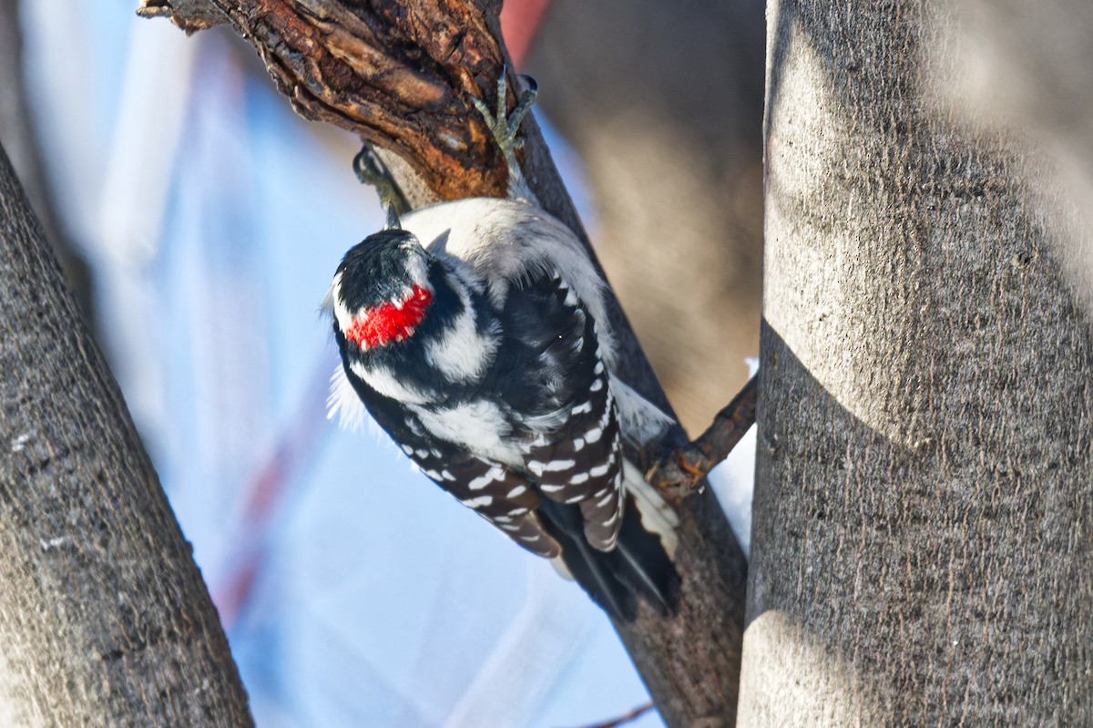 strakapoud osikový - ML646965675