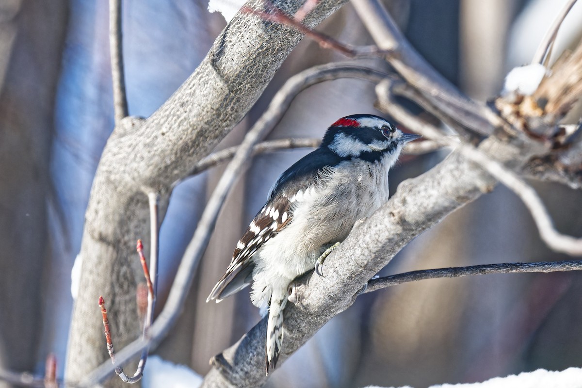 strakapoud osikový - ML646965676