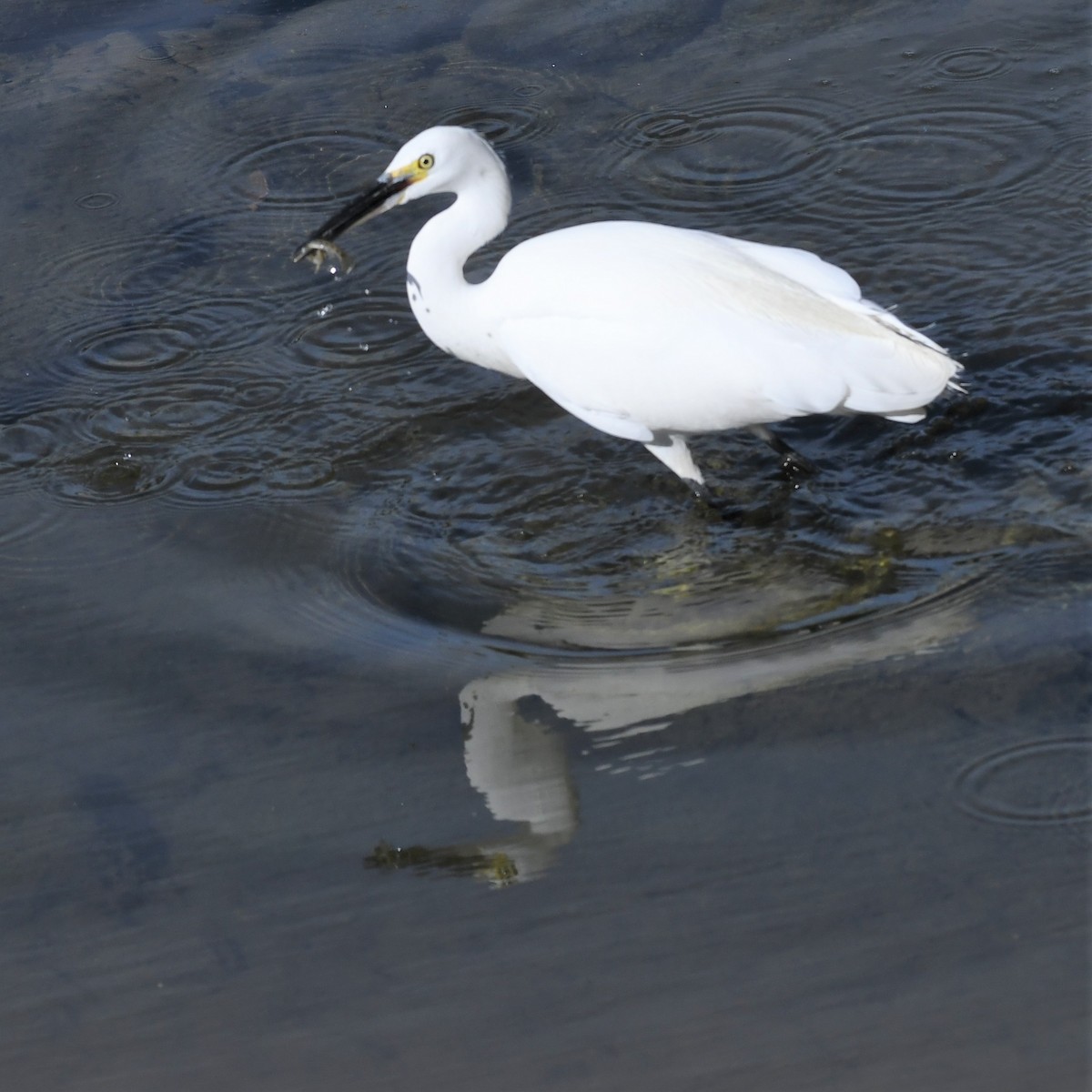 小白鷺 - ML646965677