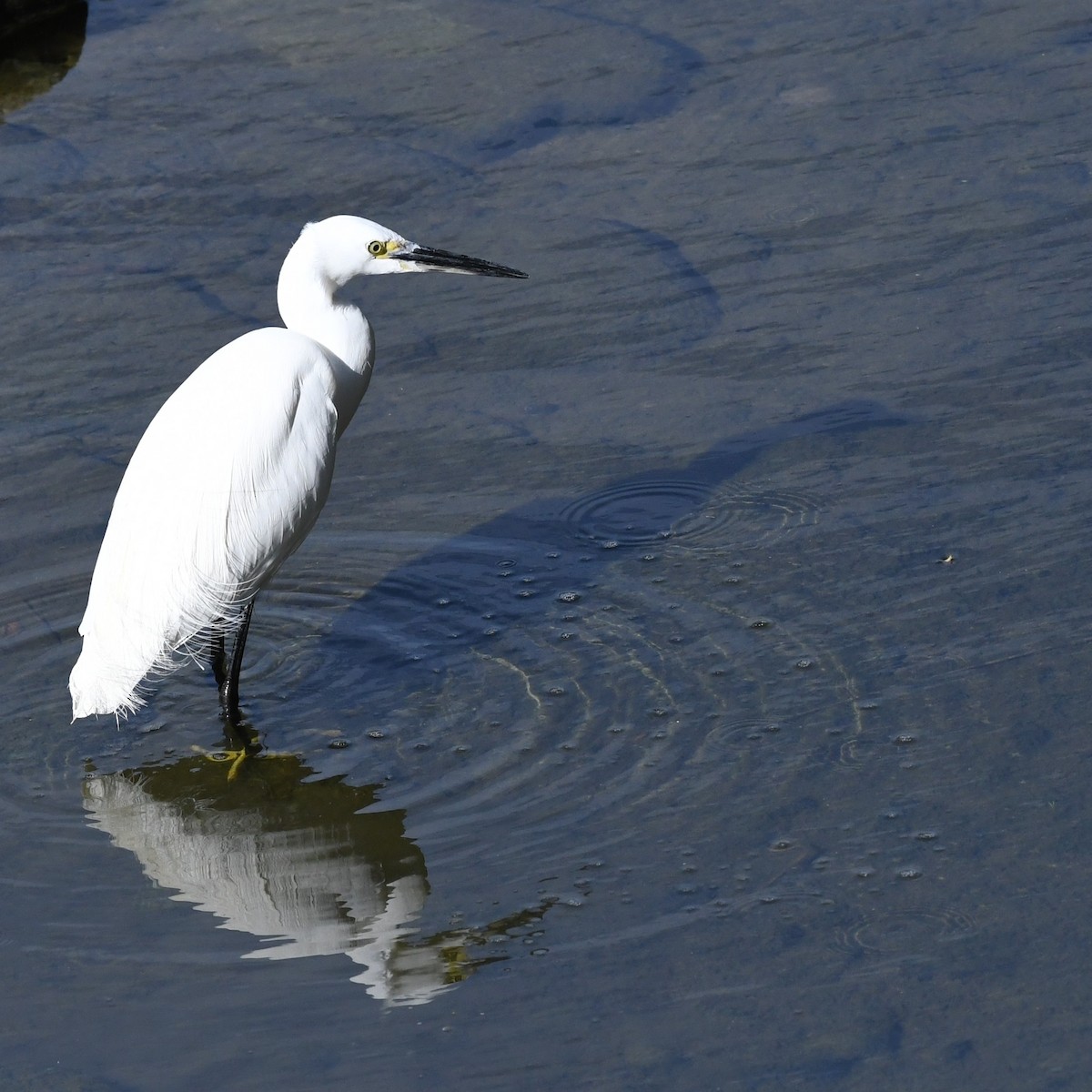 小白鷺 - ML646965678