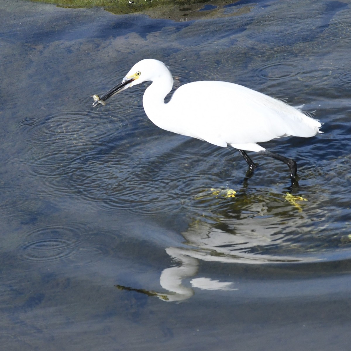 小白鷺 - ML646965679