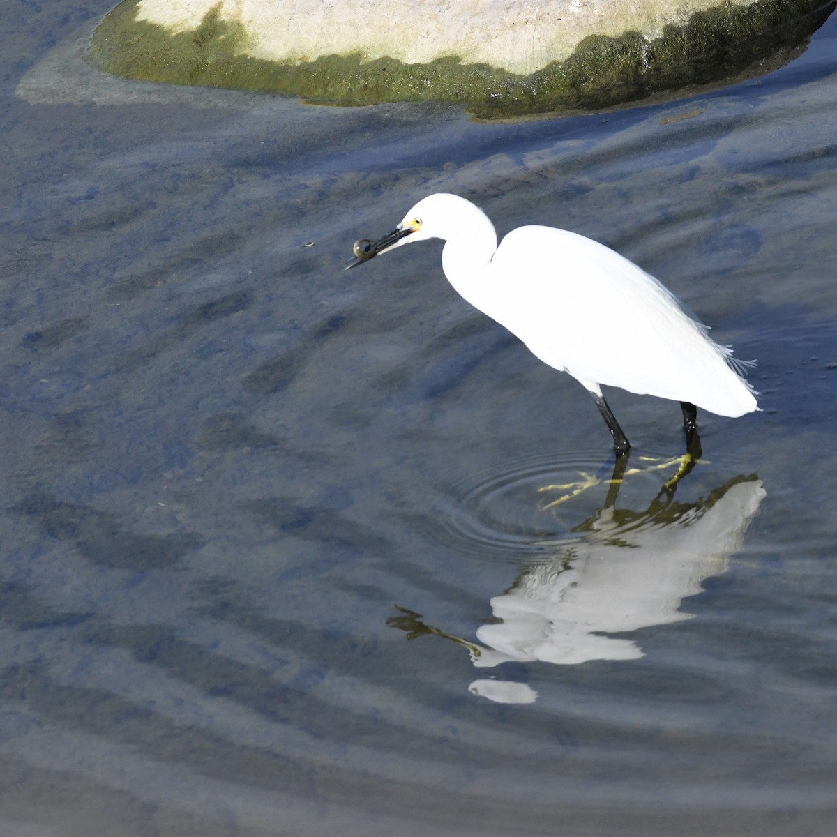 小白鷺 - ML646965680