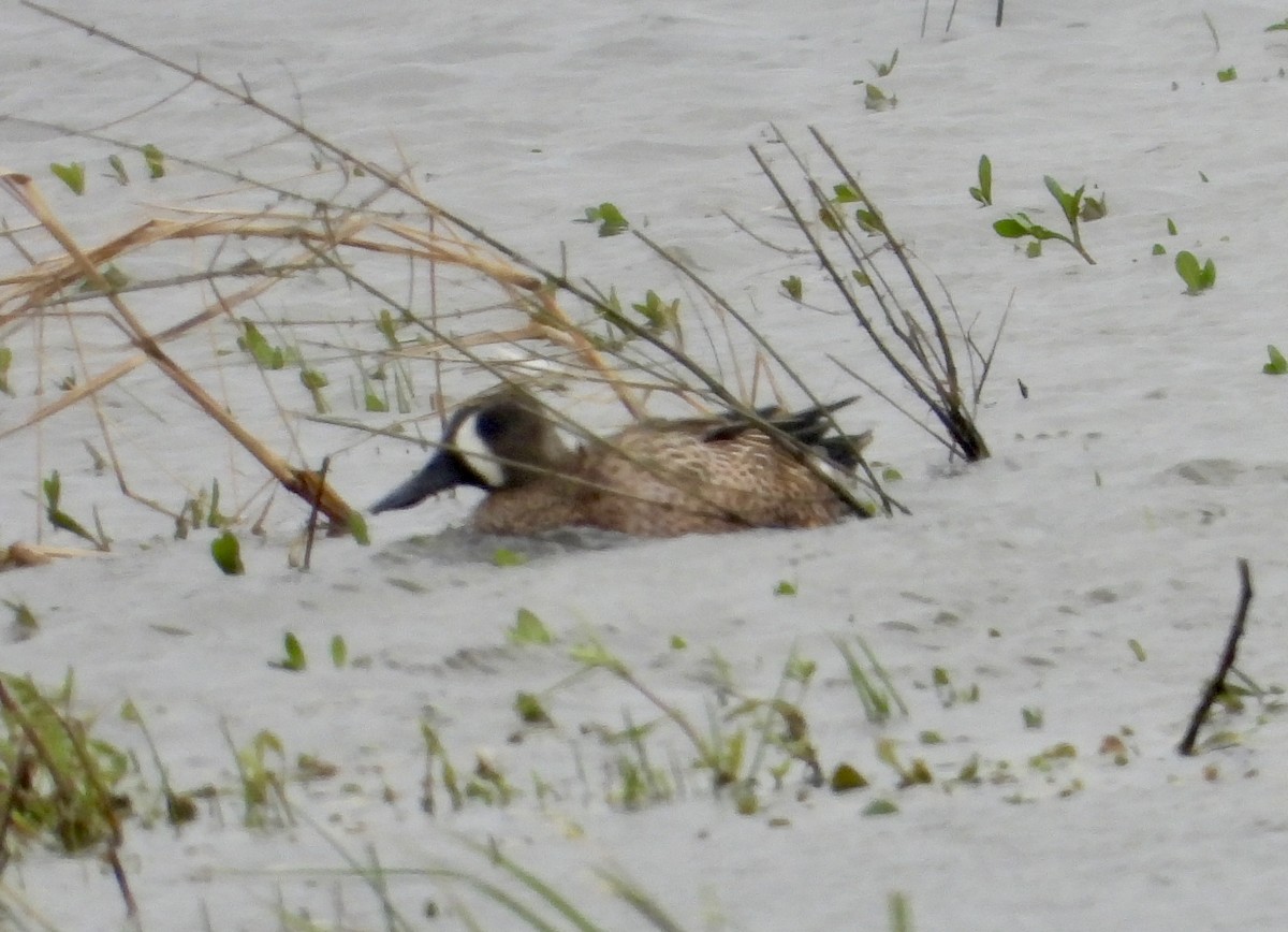 Blue-winged Teal - ML646965681