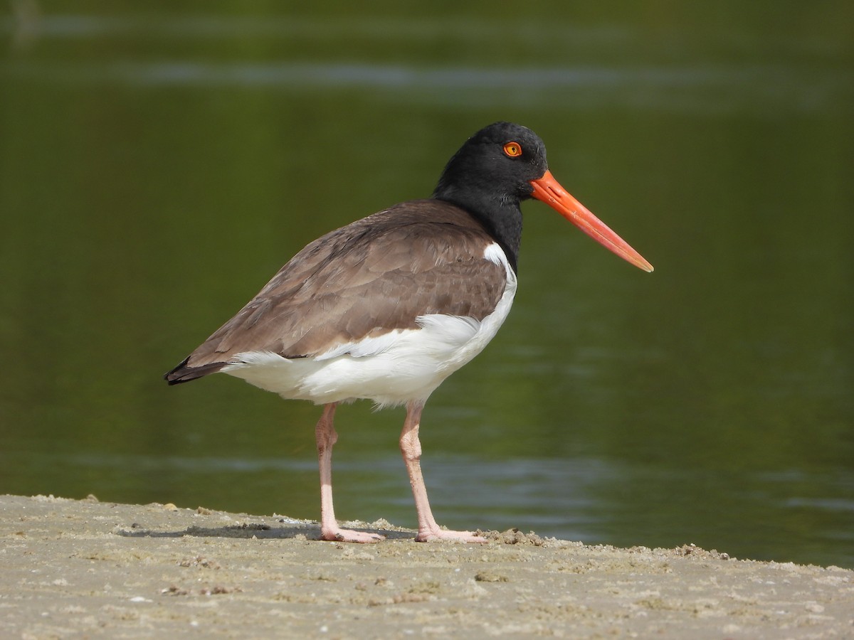 American Oystercatcher - ML646965682