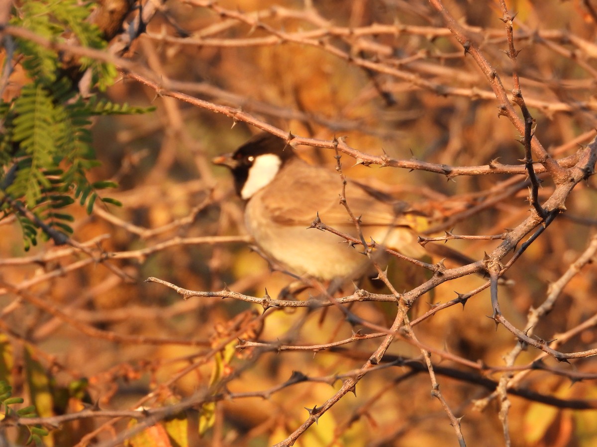 White-eared Bulbul - ML646965683