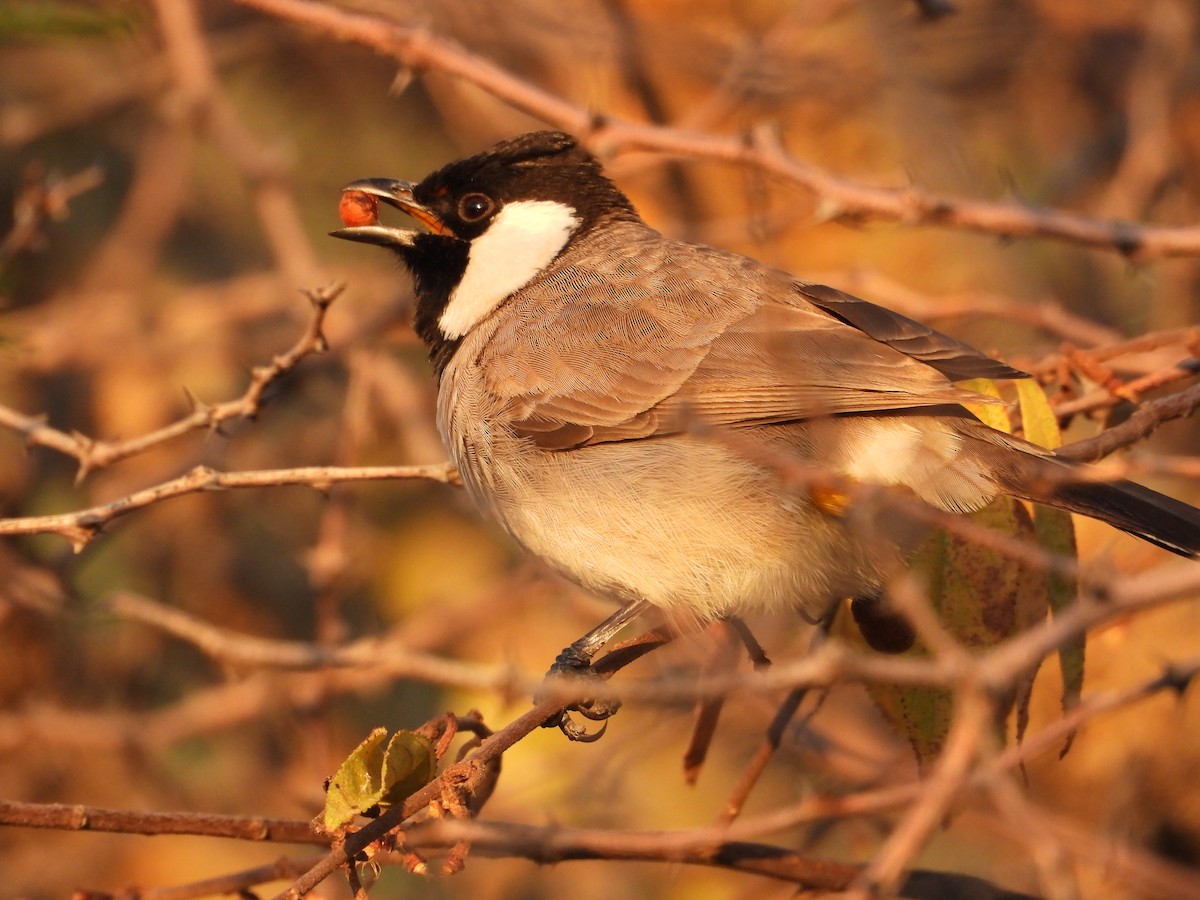 White-eared Bulbul - ML646965684