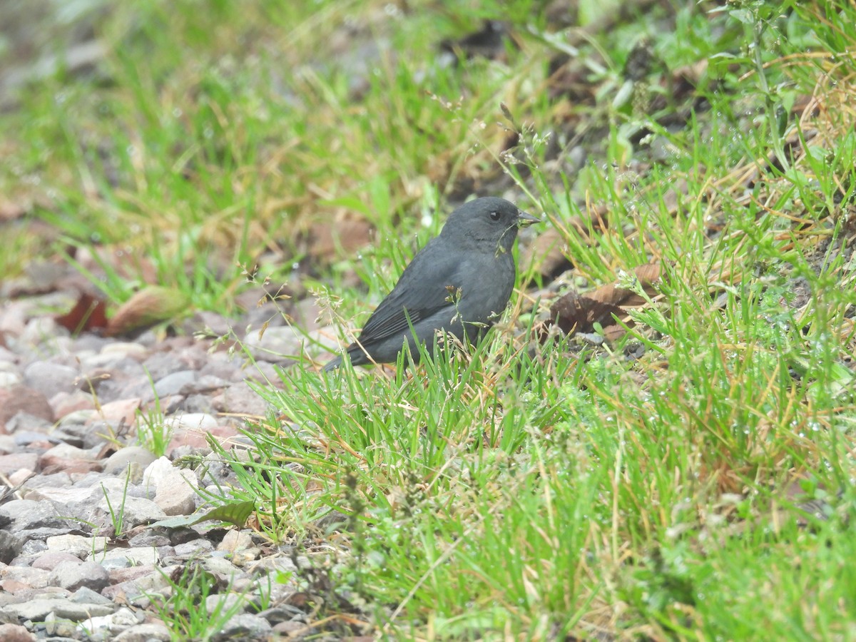 Slaty Finch - ML646965686