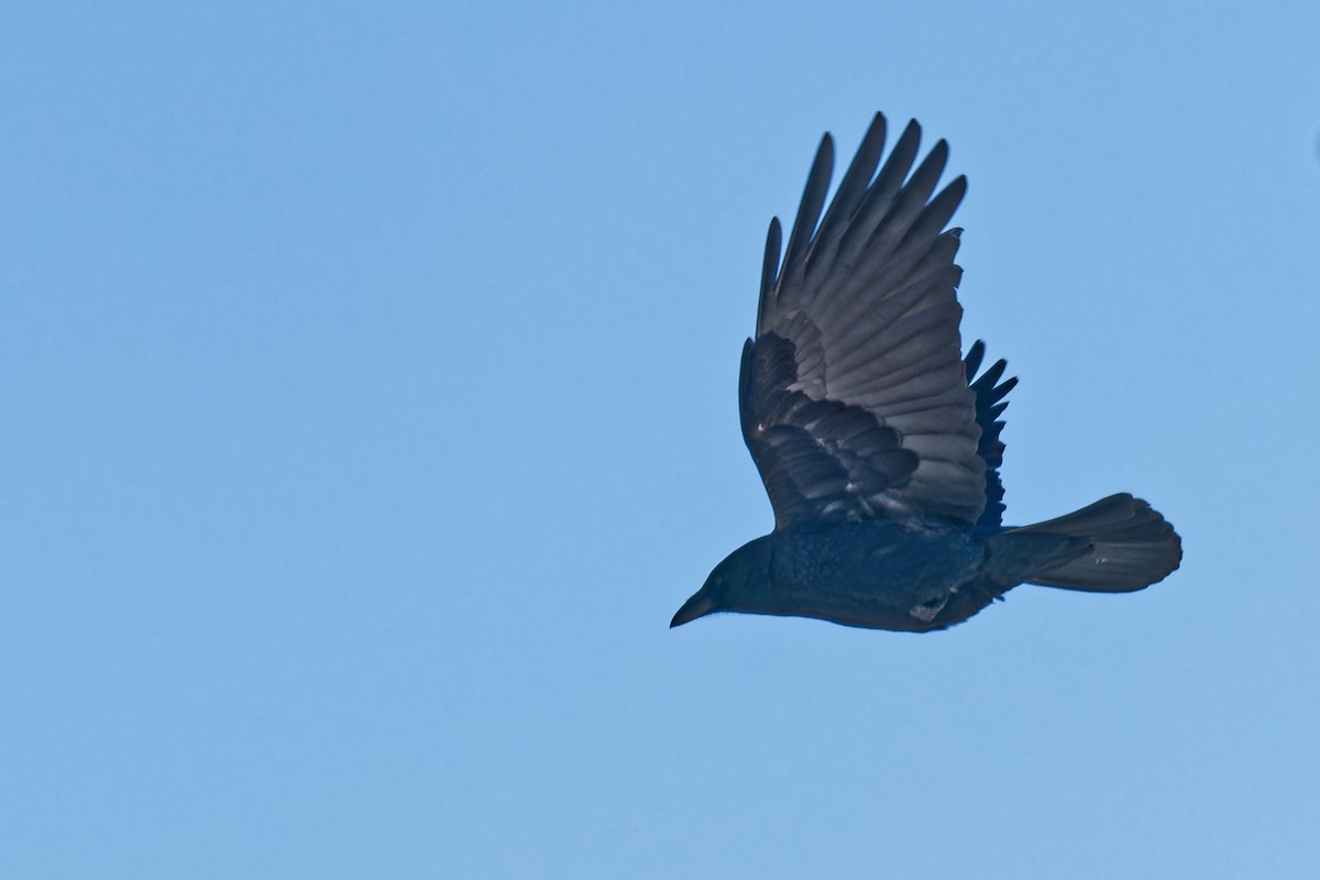 vrána americká - ML646965687