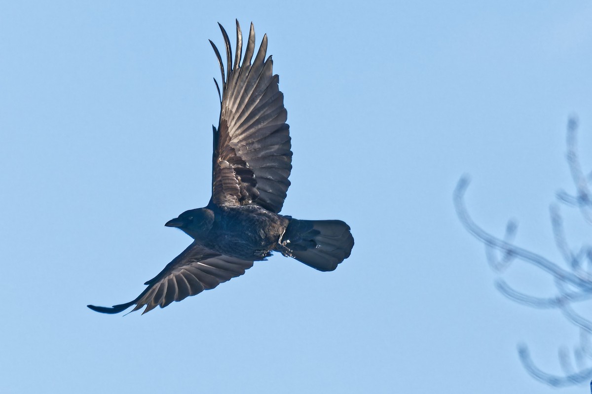 vrána americká - ML646965688