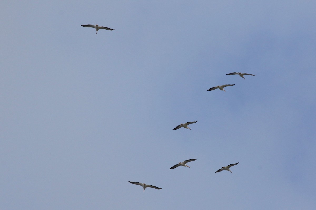 American White Pelican - ML646965689