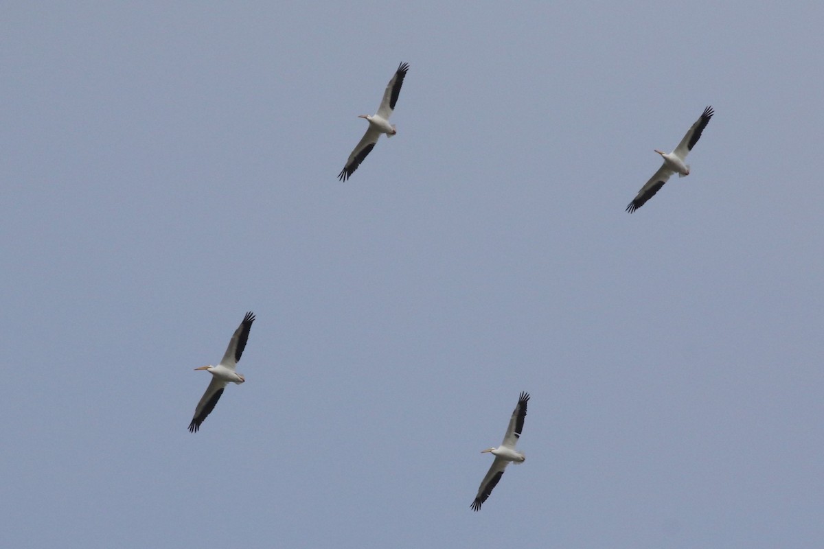 American White Pelican - ML646965690