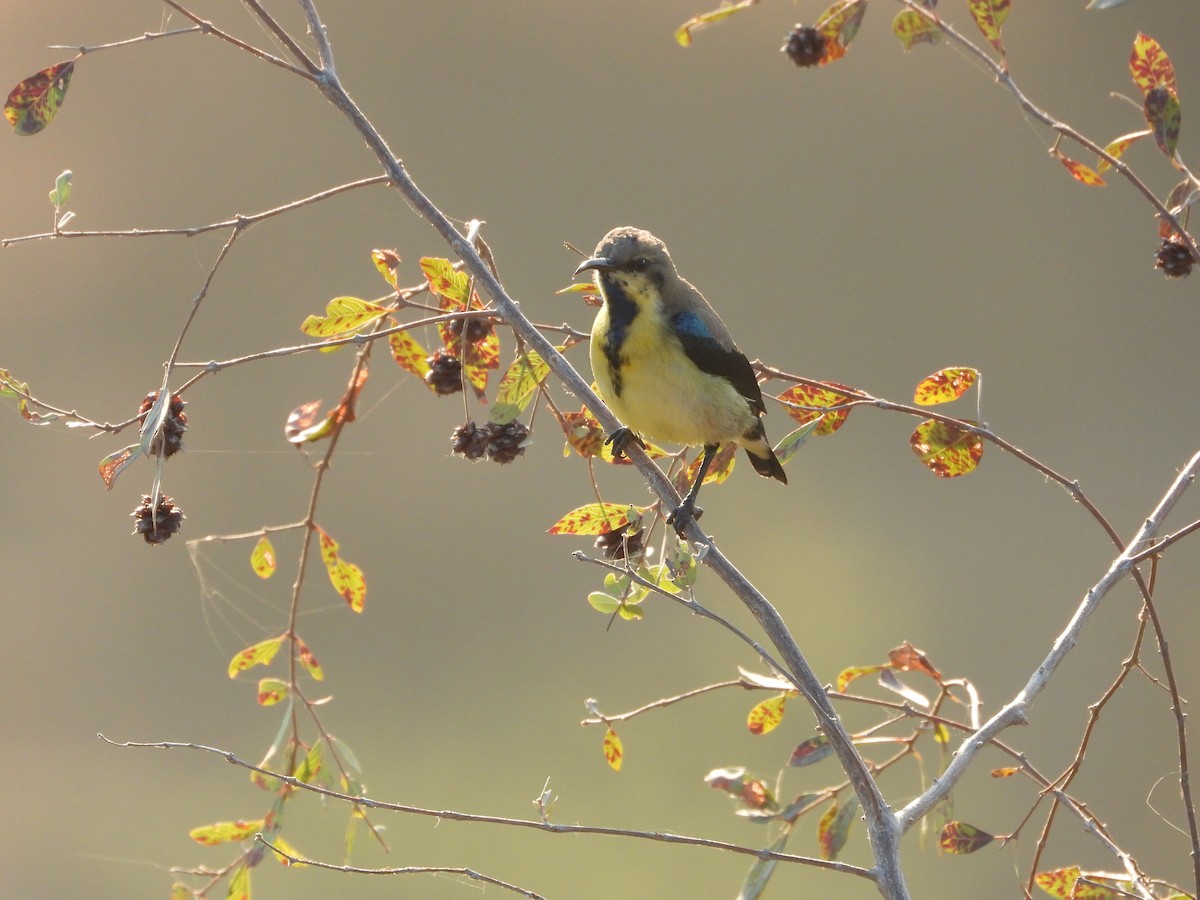 Purple Sunbird - ML646965692