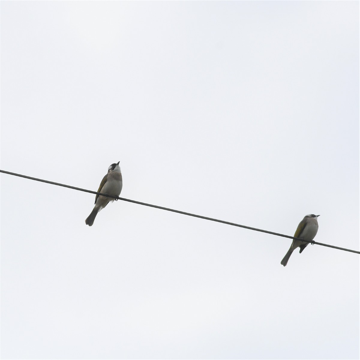 白頭翁 - ML646965693