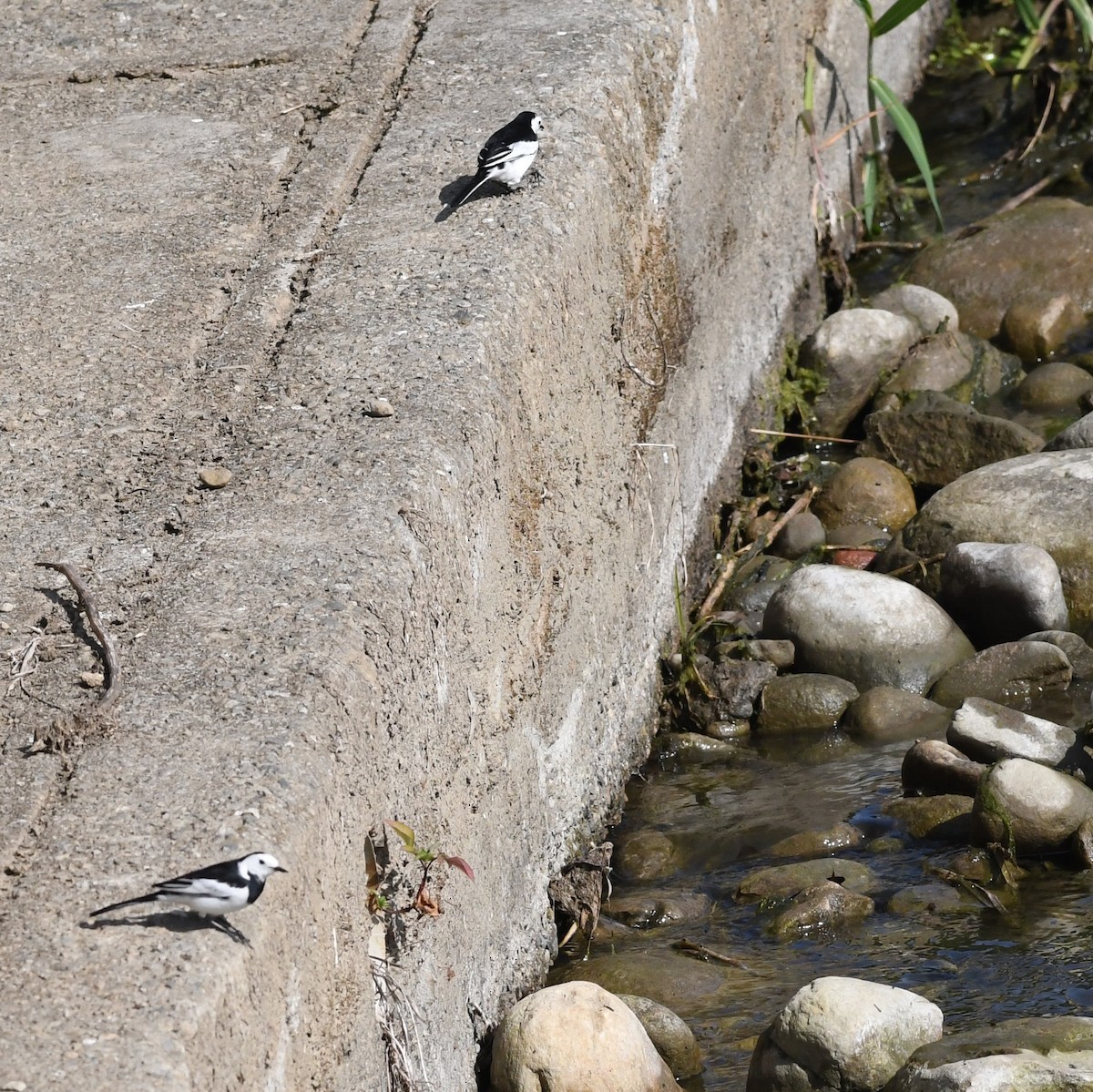 白鶺鴒 - ML646965695