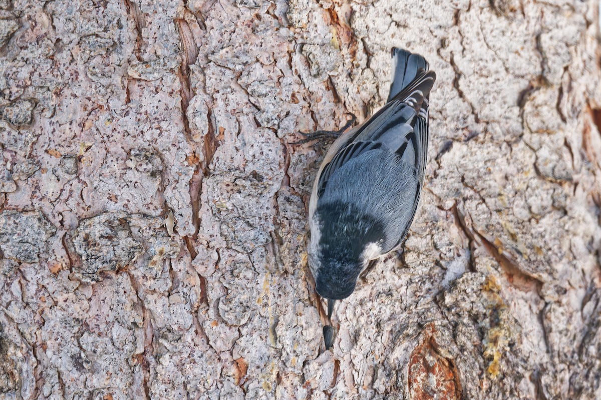 brhlík běloprsý - ML646965696