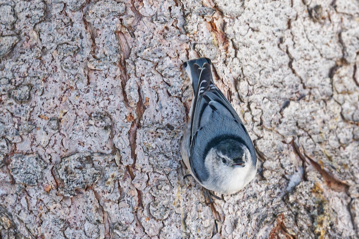 brhlík běloprsý - ML646965697