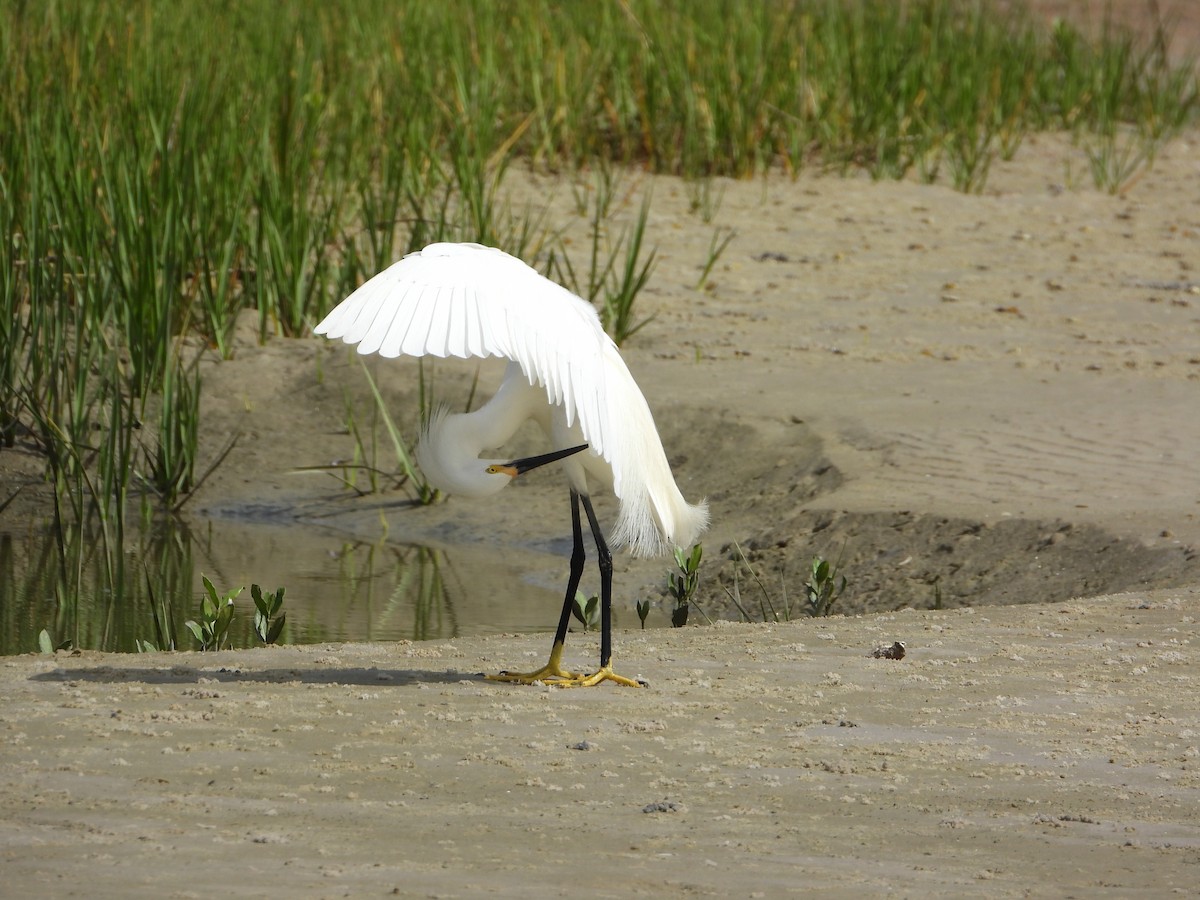 Snowy Egret - ML646965698