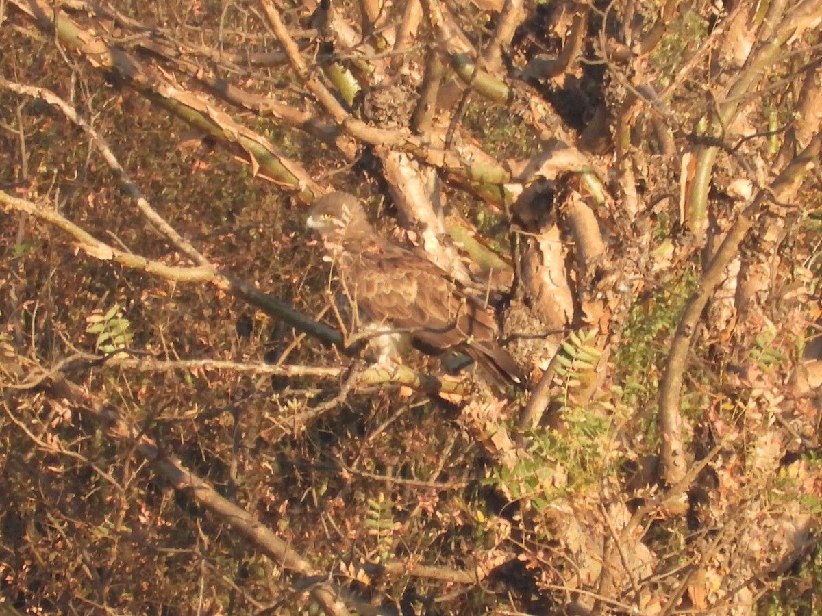 orlík krátkoprstý - ML646965699